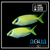 Blue Lined Rabbit Fish - Siganus puellus