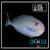 Spotted Unicorn Tang - Naso brevirostris