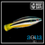Yellowtail Cleaner Wrasse