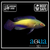 Rhomboid Wrasse; SUPER Male; Marshall Island - Cirrhilabrus rhomboidalis