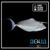 Humpback Unicornfish - Naso brachycentron