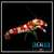 Pistol Shrimp; Candy Stripe - Alpheus sp.