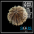 Pin Cushion Urchin; Atl. - Tripneustes variegatus