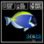 Powder Blue Surgeon - Acanthurus leucosternon