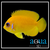 Lemonpeel Angel; Fiji - Centropyge flavissima