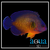 Coral Beauty Angel - Centropyge bispinosus