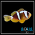 Spotcinctus Clown; Captive Bred. - Amphiprion bicinctus