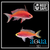 Randalls Anthias; Female - Pseudanthisas randalli