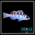 Chalk Basslet; Atl. - Serranus tortugarum