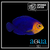Atlantic Pygmy Angel - Centropyge argi
