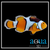 Percula Clown; True; Captive Bred. - Amphiprion percula