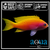 Bimaculatus Anthias; Female - Pseudanthias bimaculatus