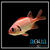 Bigeye Soldierfish - Myripristis sp.