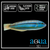 Slippery Dick Wrasse; Atl. - Halichoeres bivittatus