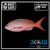 Ruby Anthias - Paranthias colonus