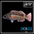Barred Serrano; Mex. - Serranus psittacinus