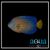 Blueline Angel - Chaetodontoplus septentrionalis