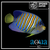 Regal Angel - Pygoplites diacanthus