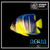 Blue Angel; Juv.; Atl. - Holacanthus bermudensis