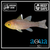Frost Fin Cardinal - Apogon Hoevenii