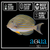 Clown Tang - Acanthurus lineatus