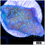 Blueberry Feilds Montipora