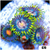 ASD Combo Zoanthids Frag