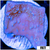 Blueberry Feilds Montipora