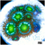 Dragon Eyes Zoas