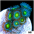 Dragon Eyes Zoas