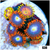 ASD Combo Zoanthids Frag