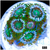ASD Portal Zoanthids