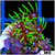 Green Star Polyps