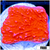Orange Plating Monti