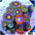 ASD Combo Zoanthids Frag