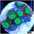 Dragon Eyes Zoas