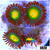 Gator Eyes Zoas