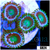 ASD Portal Zoas