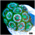 ASD Portal Zoas