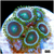 ASD Portal Zoas