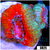 Teal Claw Acan Lord
