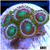 ASD Portal Zoas