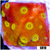ASD Golden Cyphastrea