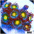 Gator Eyes Zoas
