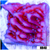 Purple Haze Monti