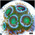 ASD Portal Zoanthids