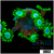 Neon Star Goniopora