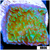 Nuclear Montipora