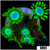 Neon Star Goniopora