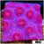 Grape Cyphastrea